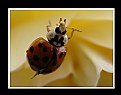Picture Title - Ladybug on Yellow Flower