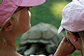 Picture Title - turtle n girls