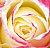 Rose experiments 1