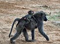 Picture Title - Monkey Back Rides