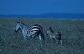 Picture Title - Zebra Blues