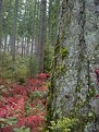 Picture Title - Red Fern