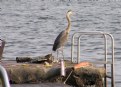 Picture Title - Blue Heron on guard