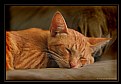 Picture Title - Cookie Napping on Sofa