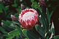 Picture Title - Protea