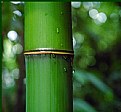 Picture Title - Bamboo in tears