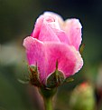 Picture Title - pink petals