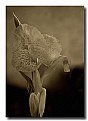 Picture Title - Sepia Flower