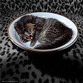 Picture Title - A bowl of cat