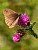 Meadow Brown Butterfly