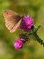 Picture Title - Meadow Brown Butterfly