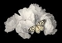 Picture Title - White Roses with Butterfly