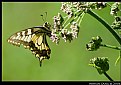 Picture Title - Swallowtail