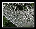 Picture Title - Raindrops on Spiderweb