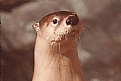 Picture Title - North American River Otter