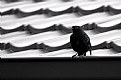 Picture Title - Bird - Waiting