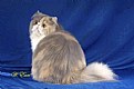 Picture Title - Dilute Calico 02
