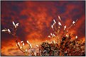 Picture Title - Corellas and blazing sky