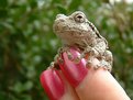 Picture Title - Fingertip Frog