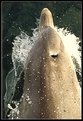Picture Title - Bottlenose