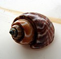 Picture Title - Brown Shell Again
