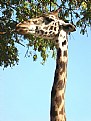 Picture Title - Girafa