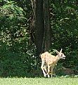 Picture Title - Fawn 01