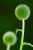 Green Floral