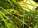 Picture Title - Green Dragonfly