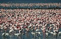 Picture Title - Full of Flamingos