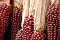 Picture Title - corns
