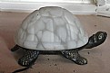 Picture Title - Turtle Light