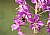 Flyflower