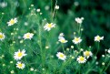 Picture Title - Camomile