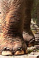 Picture Title - elephant's body parts