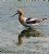 American Avocet