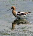 Picture Title - American Avocet