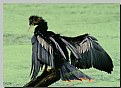 Picture Title - Anhinga