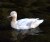 Albino Duck