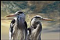 Picture Title - Two herons