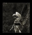 Picture Title - Angel