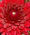 Dinner Plate Dahlia
