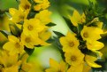 Picture Title - Sprigs of Yellow