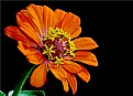 Picture Title - zinnia 