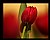 red tulip(s)