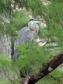 Picture Title - bird in preserve