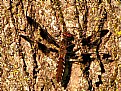 Picture Title - Camouflaged