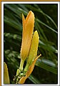 Picture Title - Lily Buds