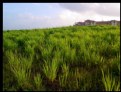 Picture Title - Green field