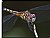Blue Dasher